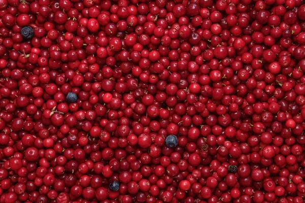 Ripe fresh cranberries as bright natural, healthy food, berries background. Harvest, autumn, superfood. Banner mock up close up, horizontal photography