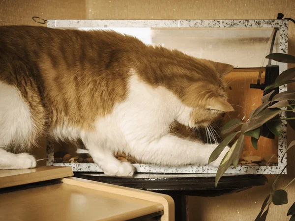 Red cat catches fish in aquarium — Stock Photo, Image