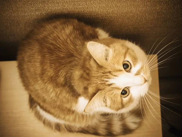 Retrato de gato rojo mirando a la cámara — Foto de Stock