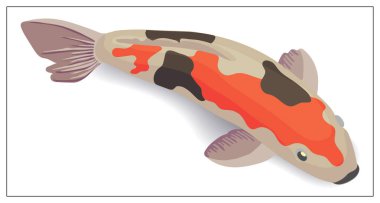 Kırmızı ve altın koi balığı vektör tasarım elementlerini besler. Düz çizgi film simgesi beyaz arkaplanda izole edildi. Web tasarımı, logo, simge, uygulama, UI