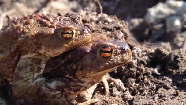 Kurbağalar bahar şarkılar — Stok video