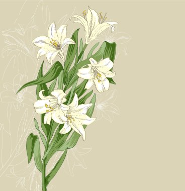 Lily flowers background clipart
