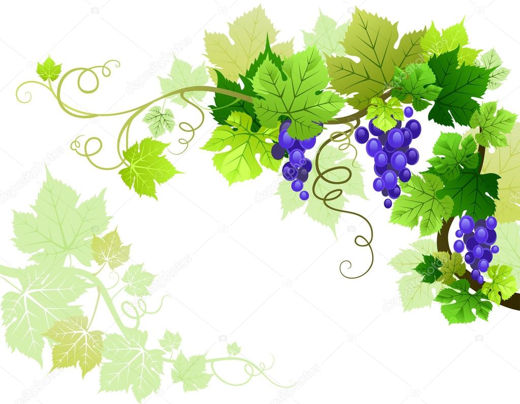 Vine Grapes with space for text