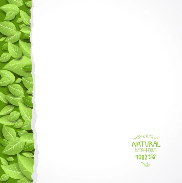 Papierbogen und grüne Blätter — Stockvektor