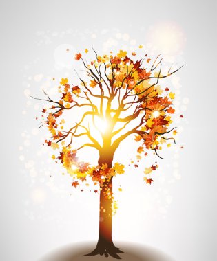 Sonbahar Akça ağaç ve güneş ışığı