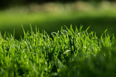 Taze yapraklı yeşil çimenler. Arka planda bulanıklık var. Bahar doğası