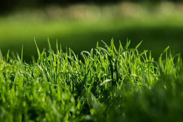 Taze yapraklı yeşil çimenler. Arka planda bulanıklık var. Bahar doğası