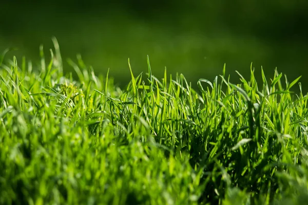 Grönt Gräs Med Färska Blad Närbild Med Suddig Bakgrund Vårens — Stockfoto