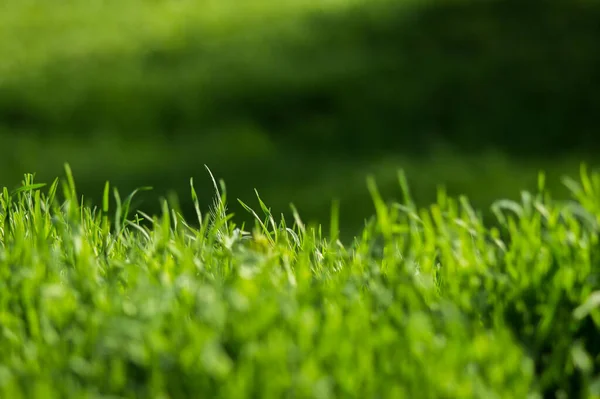 Зеленая Трава Свежими Листьями Крупным Планом Размытом Фоне Весна Природе — стоковое фото