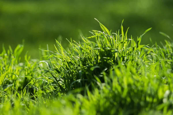 Grama Verde Com Folhas Frescas Closeup Com Fundo Desfocado Natureza — Fotografia de Stock