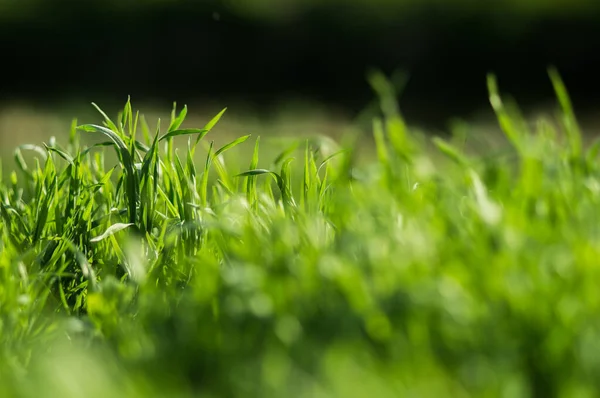 Grama Verde Com Folhas Frescas Closeup Com Fundo Desfocado Natureza — Fotografia de Stock