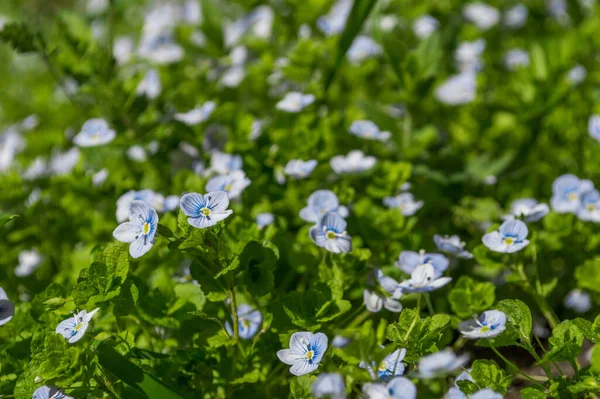 Yeşil çimenlikteki mavi Speedwell çiçeklerinin doğa arka planı. Baharın fotoğrafı.