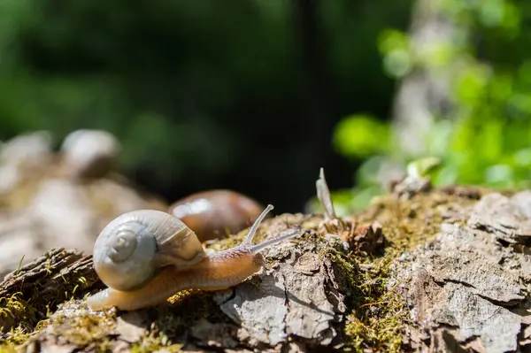 背景がぼやけて緑の森の中で野生の小さなカタツムリのクローズアップ 春の自然 — ストック写真