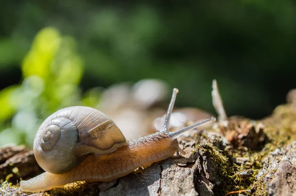 Pequeño Caracol Salvaje Primer Plano Bosque Verde Con Fondo Borroso —  Fotos de Stock