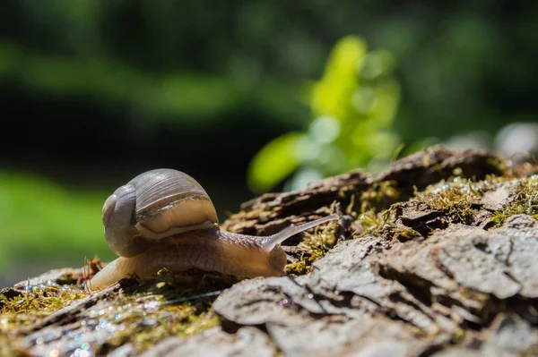 Chiocciola Selvaggia Primo Piano Nella Foresta Verde Con Sfondo Sfocato — Foto Stock