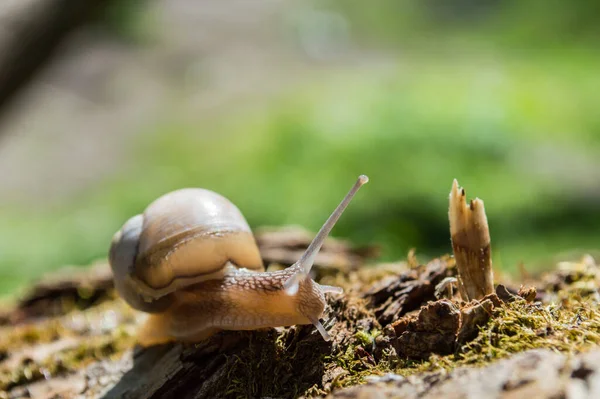 Wild Little Snail Closeup Green Forest Blurred Background Spring Nature — Stock Photo, Image
