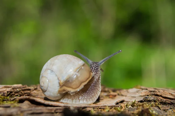 Vild Liten Snigel Närbild Den Gröna Skogen Med Suddig Bakgrund — Stockfoto