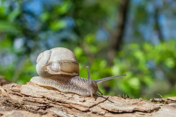 Chiocciola Selvaggia Primo Piano Nella Foresta Verde Con Sfondo Sfocato — Foto Stock