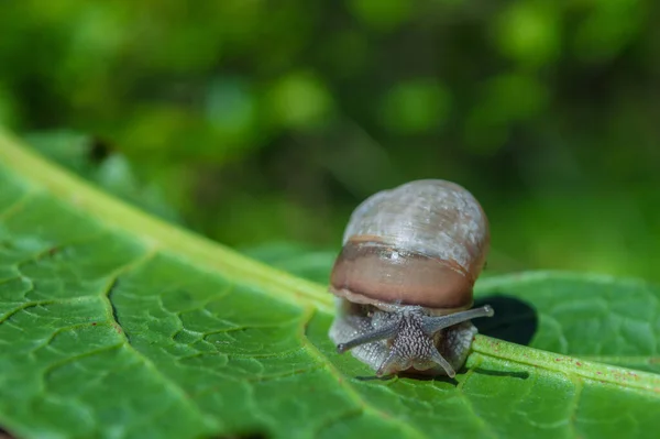 Wild Little Snail Closeup Green Forest Blurred Background Spring Nature — Stock Photo, Image