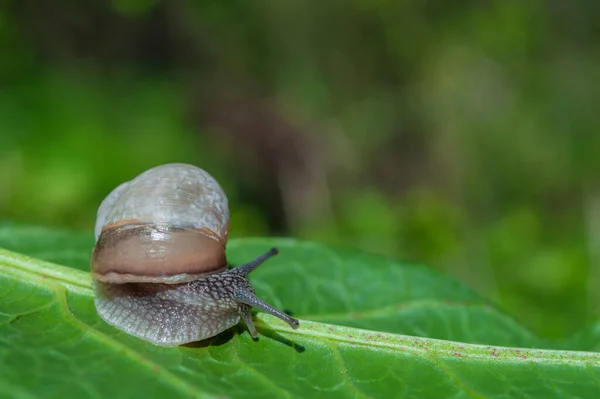 背景がぼやけて緑の森の中で野生の小さなカタツムリのクローズアップ 春の自然 — ストック写真