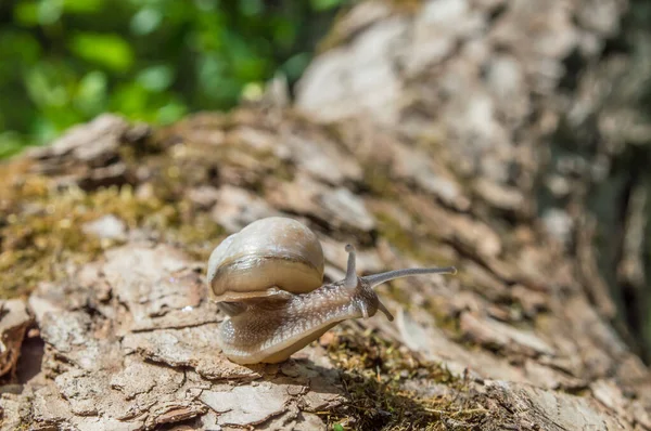 Wild Little Snail Closeup Green Forest Blurred Background Spring Nature — Stock Photo, Image