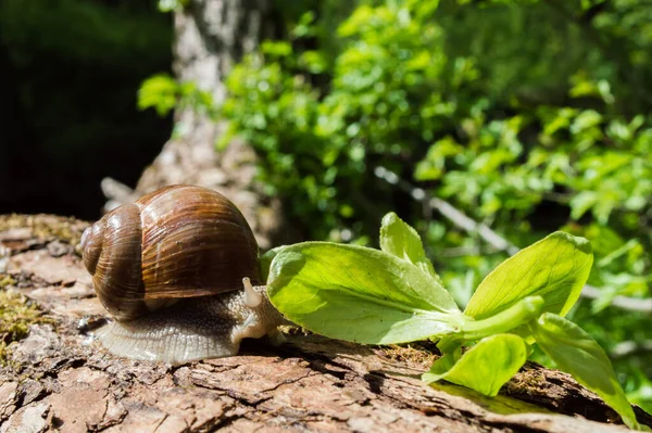 Pequeño Caracol Salvaje Primer Plano Bosque Verde Con Fondo Borroso —  Fotos de Stock