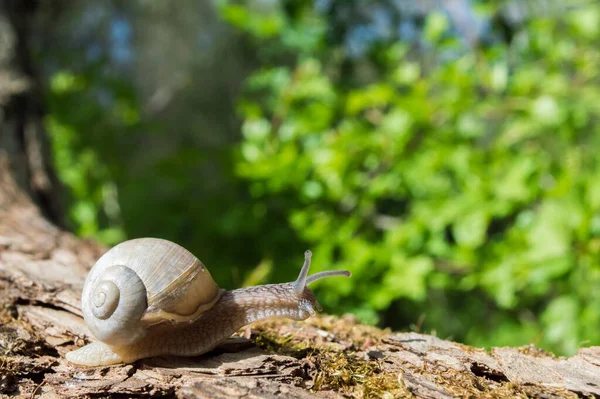 Divoký Malý Šnek Detailně Zeleném Lese Rozmazaným Pozadím Jarní Příroda — Stock fotografie