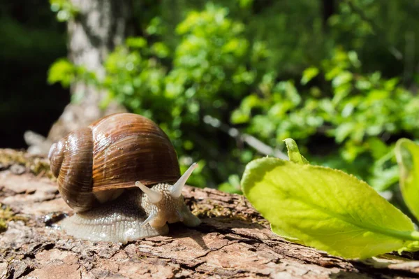 Chiocciola Selvaggia Primo Piano Nella Foresta Verde Con Sfondo Sfocato — Foto Stock