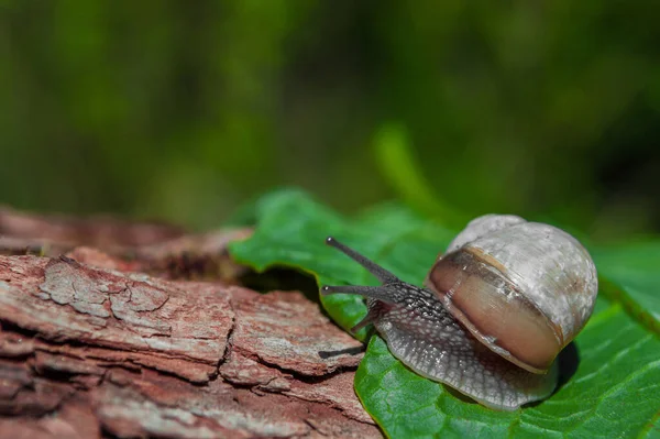 Wilde Kleine Schnecke Großaufnahme Grünen Wald Mit Verschwommenem Hintergrund Frühlingsnatur — Stockfoto