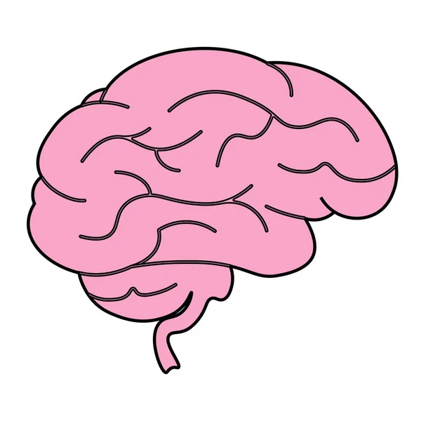 Ícone Ilustração Cerebral Para Web Design Isolado Fundo Branco — Vetor de Stock