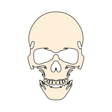 Anatomik olarak insan kafatası. Oyun ve web siteleri için ölüm kafatası veya insan kafatası
