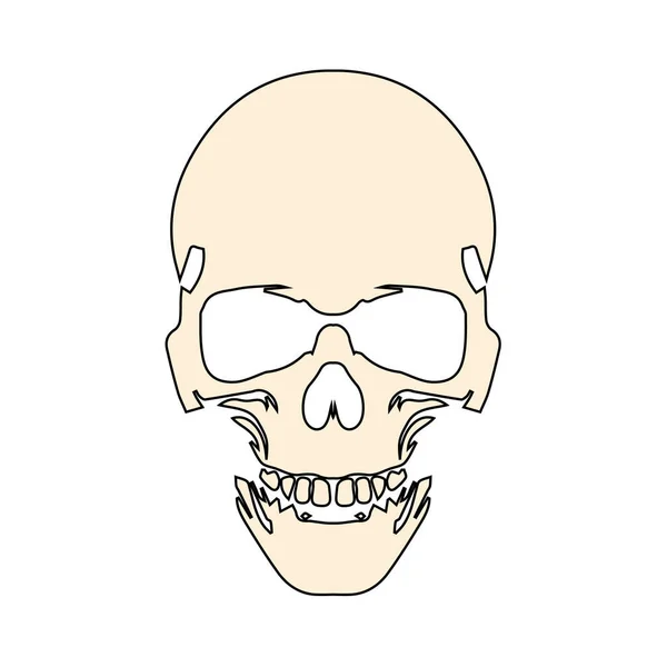 해부학적으로 두개골을 정확하게 맞추고 게임과 사이트를 죽음의 두개골 인간의 두개골 — 스톡 벡터