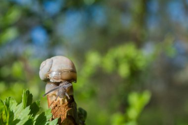 Yeşil ormanda arka planı bulanık, küçük vahşi bir salyangoz. Bahar doğası