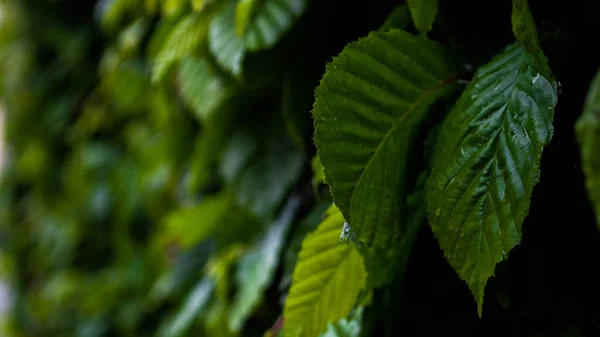 Yeşil Yapraklı Full Frame Shot Plants Arkaplanı Duvar Kağıdı — Stok fotoğraf