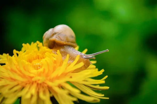 Burgunderschnecke Auf Dem Gelben Löwenzahn — Stockfoto