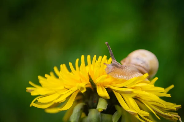 Burgunderschnecke Auf Dem Gelben Löwenzahn — Stockfoto