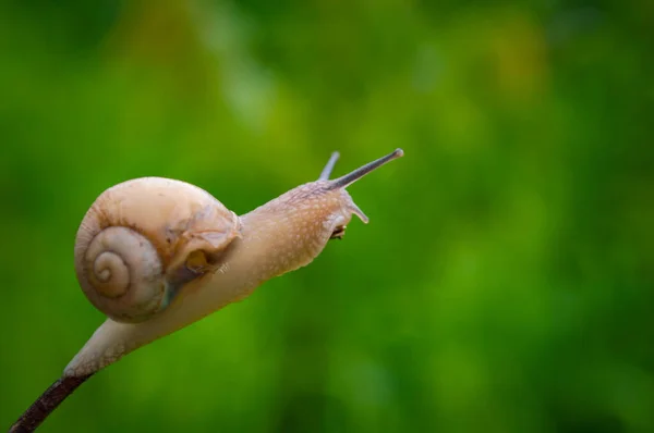 Burgunderschnecke Auf Dem Ast Des Baumes — Stockfoto