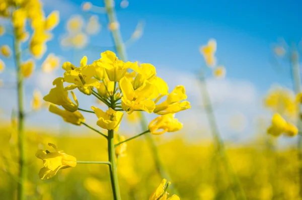 Landscape Field Yellow Rape Canola Flowers Grown Rapeseed Oil Crop — Stock Photo, Image