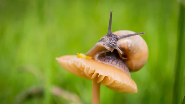 オレンジ色のキノコの小さなカタツムリのマクロ写真 雨の後 緑の草の中にカタツムリ マクロ世界の概念 — ストック写真