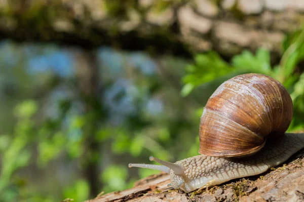 Divoký Malý Šnek Detailně Zeleném Lese Rozmazaným Pozadím Jarní Příroda — Stock fotografie