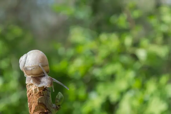 Chiocciola Selvaggia Primo Piano Nella Foresta Verde Con Sfondo Sfocato — Foto Stock