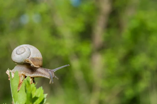 Pequeño Caracol Salvaje Primer Plano Bosque Verde Con Fondo Borroso —  Fotos de Stock