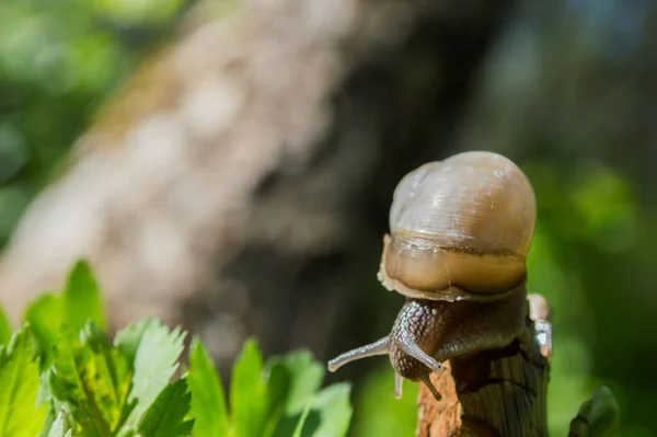 Vild Liten Snigel Närbild Den Gröna Skogen Med Suddig Bakgrund — Stockfoto