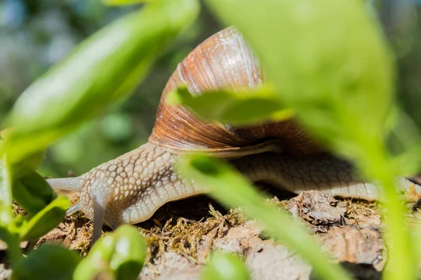 Vild Liten Snigel Närbild Den Gröna Skogen Med Suddig Bakgrund — Stockfoto