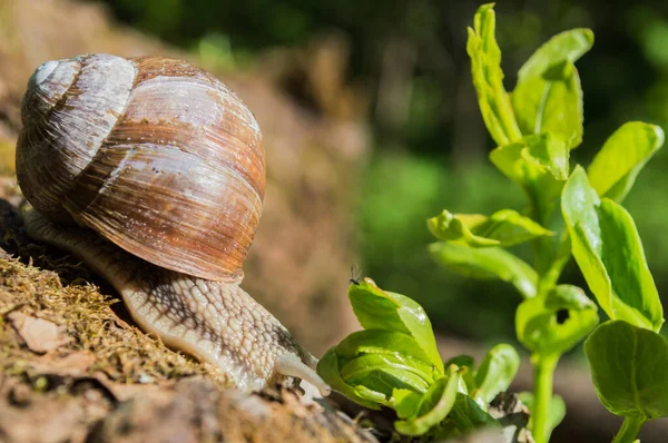 Chiocciola Selvaggia Primo Piano Nella Foresta Verde Con Sfondo Sfocato — Foto Stock