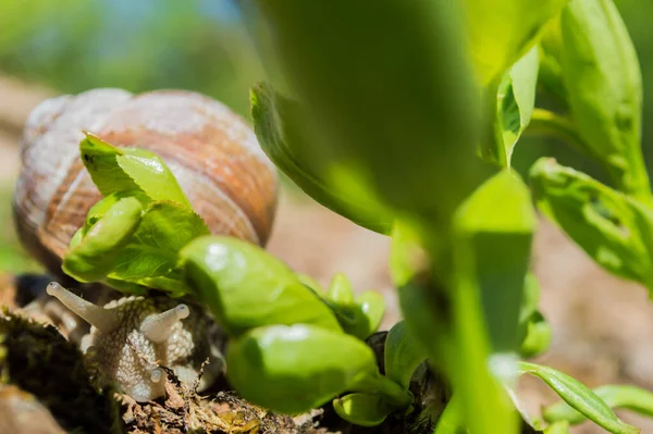 Άγρια Μικρό Σαλιγκάρι Closeup Στο Πράσινο Δάσος Θολή Φόντο Ανοιξιάτικη — Φωτογραφία Αρχείου