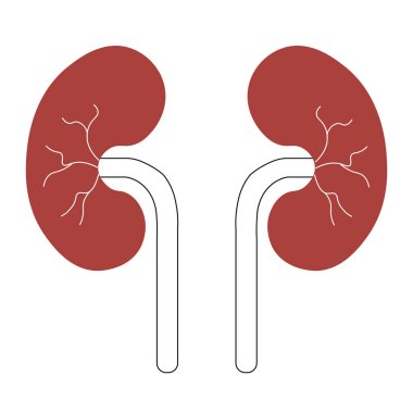 İnsan Vücut Organı İdrar Sistemi Böbrekleri Anatomisi