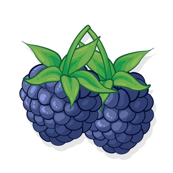 Ilustrasi Buah Manis Blackberry Untuk Web Diisolasi Pada Latar Belakang - Stok Vektor