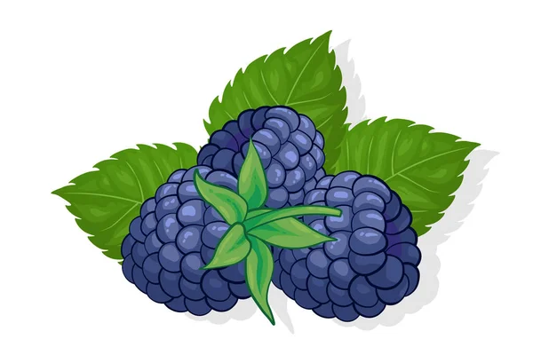 Beyaz arkaplanda izole edilmiş web için Blackberry tatlı meyve illüstrasyonu