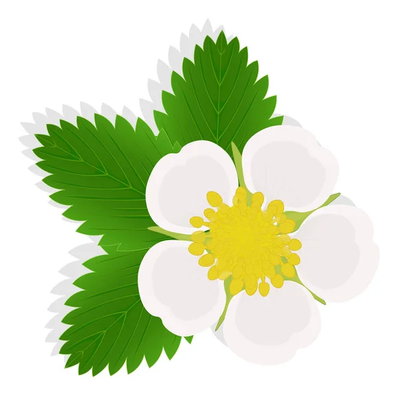 Flor Fresa Ilustración Para Tela Aislada Sobre Fondo Blanco — Vector de stock